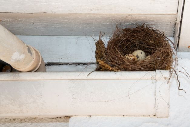 birds nest in gutter